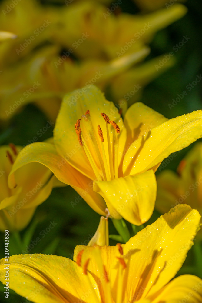 Blooming yellow lilies in a summer sunset light macro photography. Garden lily flowers with bright orange petals in summertime, close-up photography. Large flowers in sunny day floral background. Blooming yellow lilies in a summer sunset light macro photography. Garden lily flowers with bright orange petals in summertime, close-up photography. Large flowers in sunny day floral background.