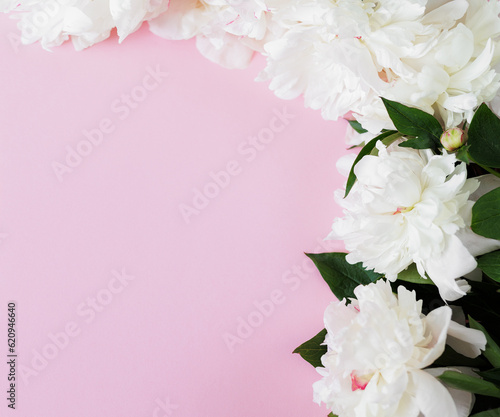 Beautiful fresh white peonies on pink background
