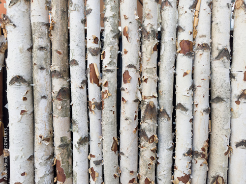 white birch trunks stand together