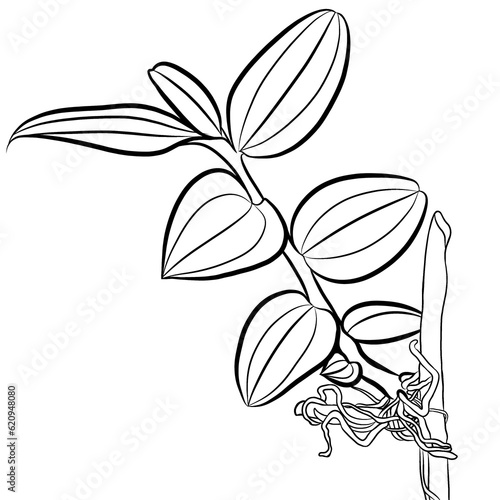 hand drawn orchid leaves 