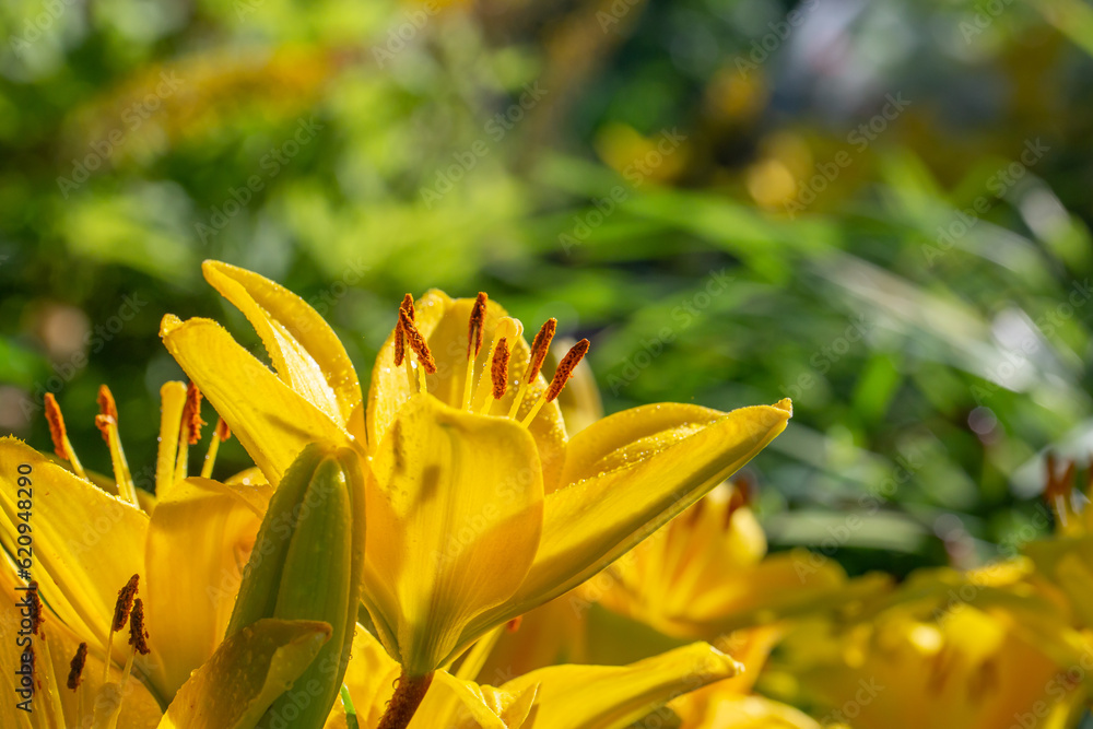 Blooming yellow lilies in a summer sunset light macro photography. Garden lily flowers with bright orange petals in summertime, close-up photography. Large flowers in sunny day floral background. Blooming yellow lilies in a summer sunset light macro photography. Garden lily flowers with bright orange petals in summertime, close-up photography. Large flowers in sunny day floral background.