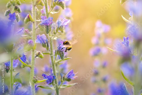 A bee collects honey on summer flowers on a bright sunny day. Summer bright background.