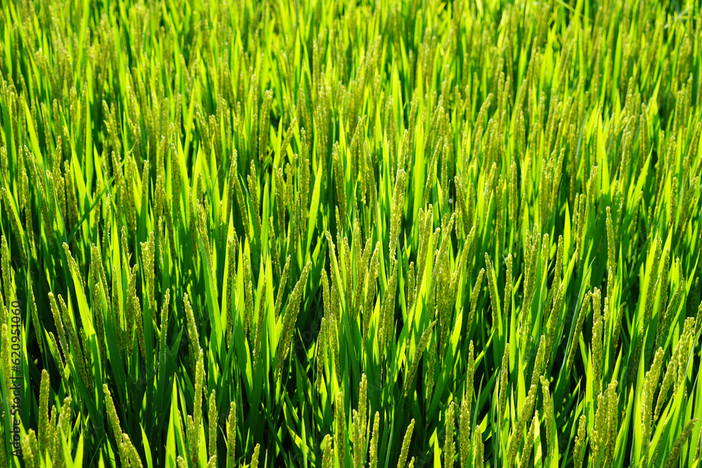 Mature rice in rice field, The rice fields are under the blue sky. Mature rice in rice field, The rice fields are under the blue sky.