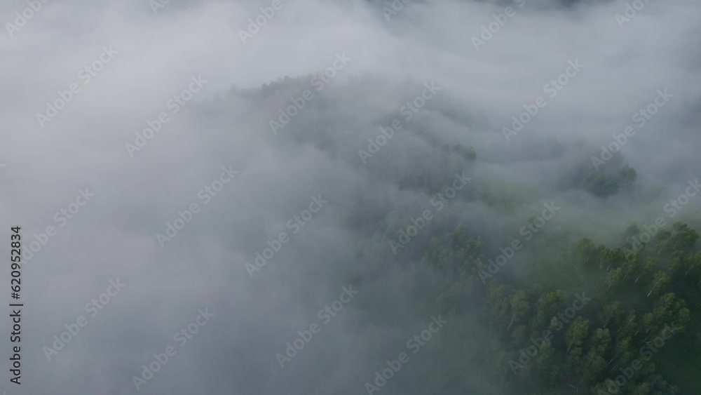 Aerial top view of the green birch forest in a summer foggy morning Aerial top view of the green birch forest in a summer foggy morning