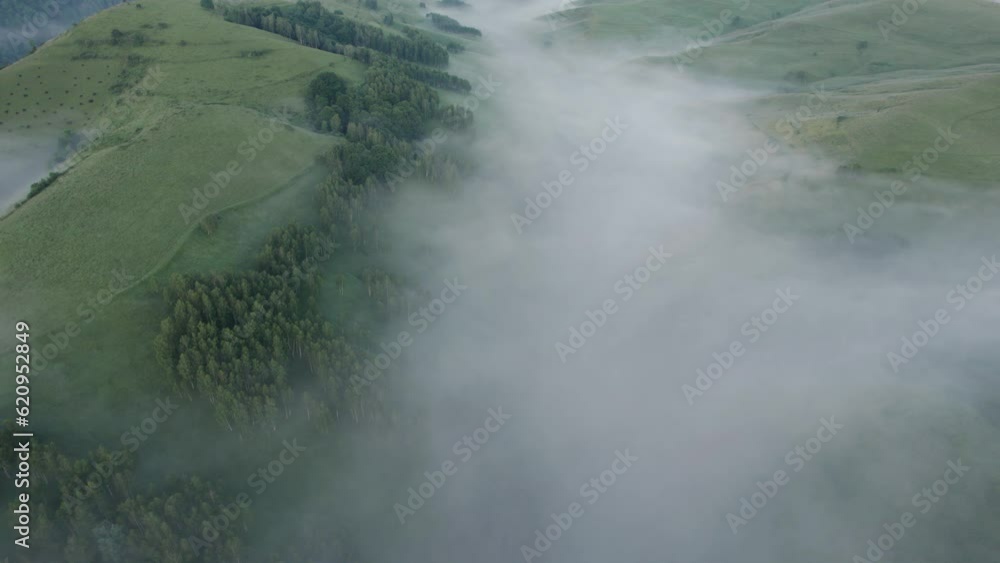 Aerial top view of the green birch forest in a summer foggy morning Aerial top view of the green birch forest in a summer foggy morning
