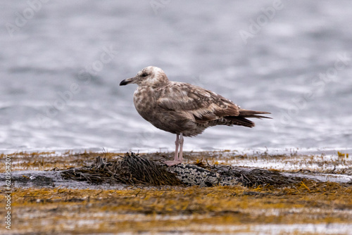 seagull on the beach