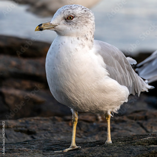 seagull on the beach