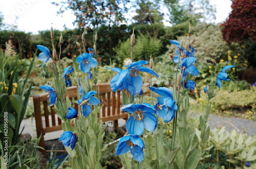blue poppy flowers photo
