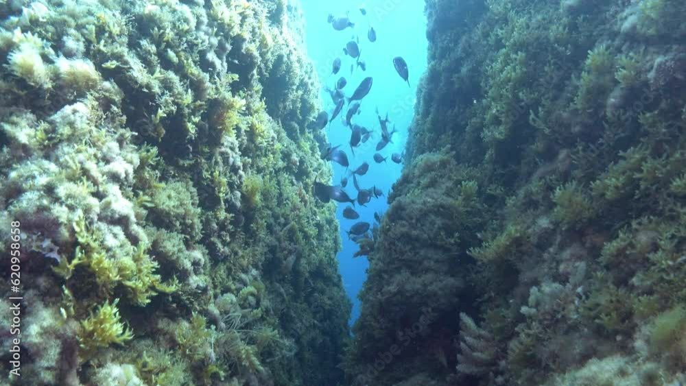 POV - Scuba diving in a Mediterranean Sea reef POV - Scuba diving in a Mediterranean Sea reef