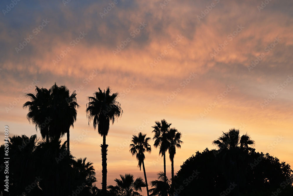 Sunset with silhouettes of palms and trees