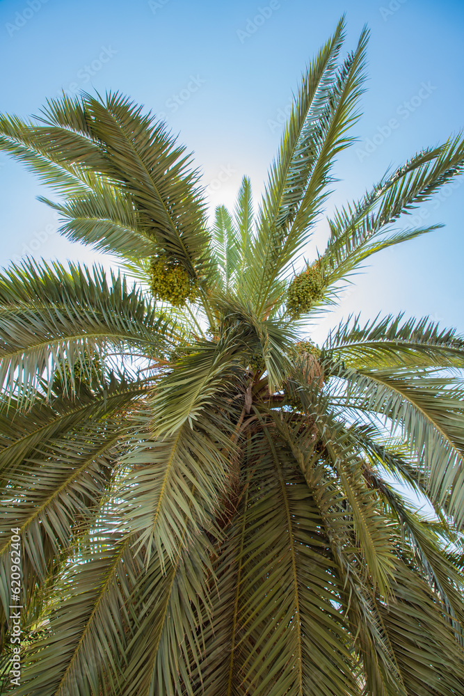 A beautiful and big palm tree