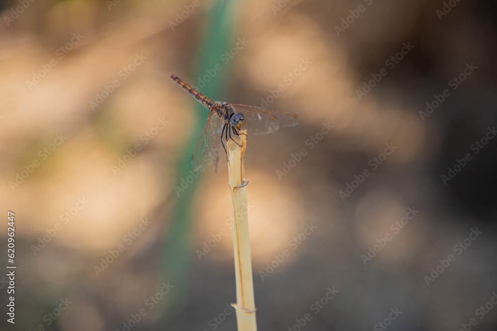 Macro photo of a dragonfly in nature