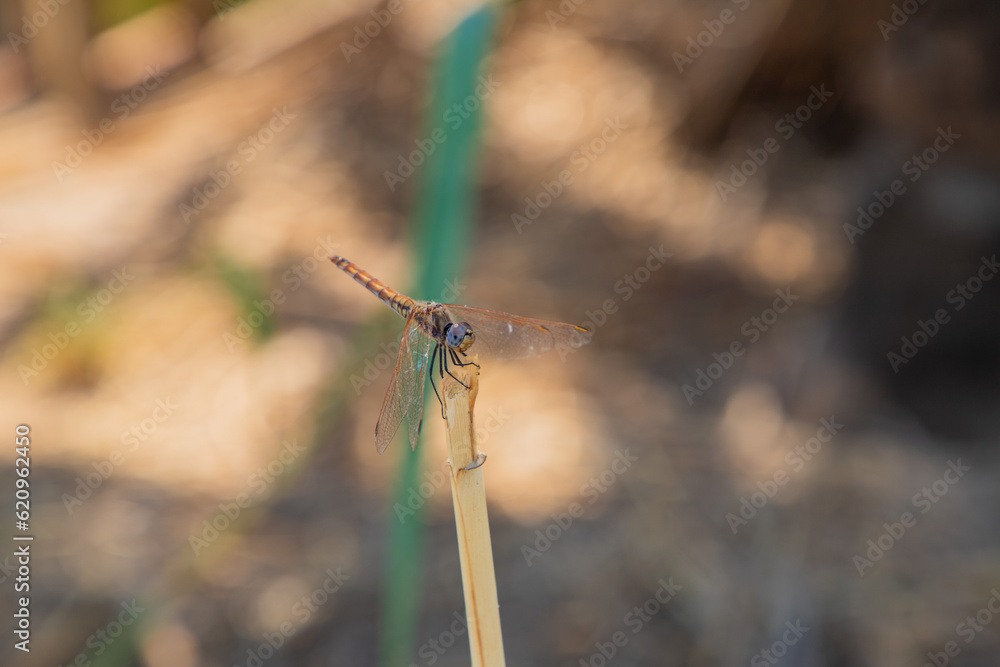 Macro photo of a dragonfly in nature