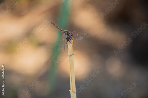 Obraz na płótnie Macro photo of a dragonfly in nature w salonie