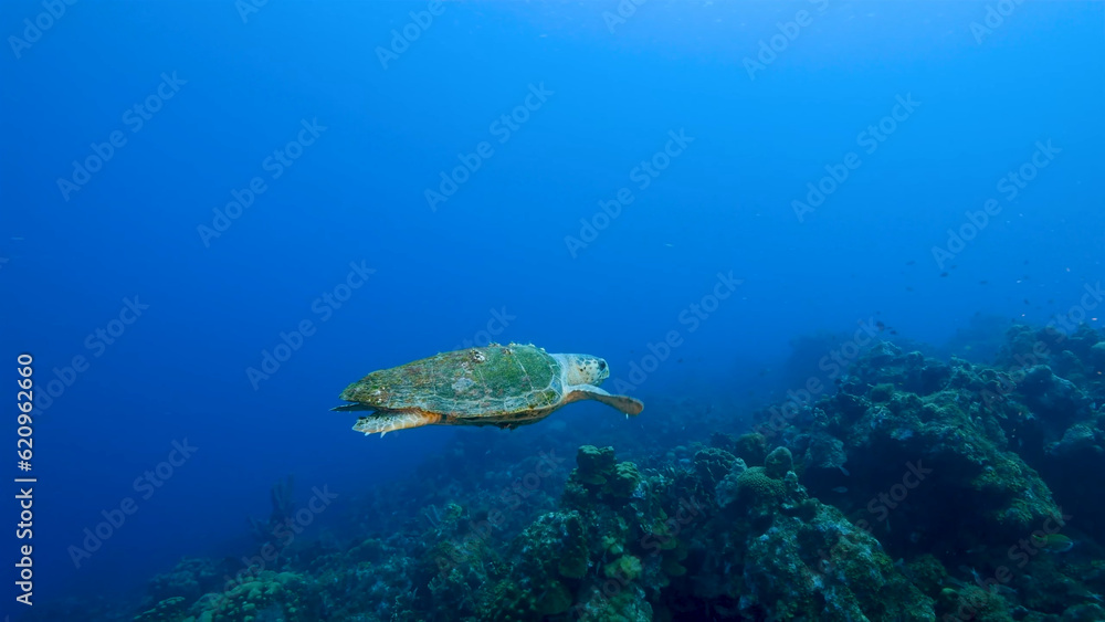 A Loggerhead Sea Turtle gracefully swims through the vibrant coral reef surrounding the enchanting island of Curacao in the Dutch Antilles. A Loggerhead Sea Turtle gracefully swims through the vibrant coral reef surrounding the enchanting island of Curacao in the Dutch Antilles.