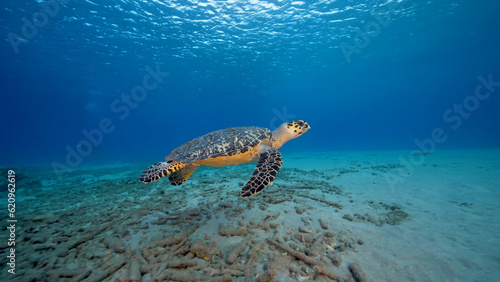 A Loggerhead Sea Turtle gracefully swims through the vibrant coral reef surrounding the enchanting island of Curacao in the Dutch Antilles.