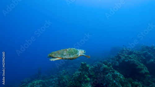 A Loggerhead Sea Turtle gracefully swims through the vibrant coral reef surrounding the enchanting island of Curacao in the Dutch Antilles. © Shahin