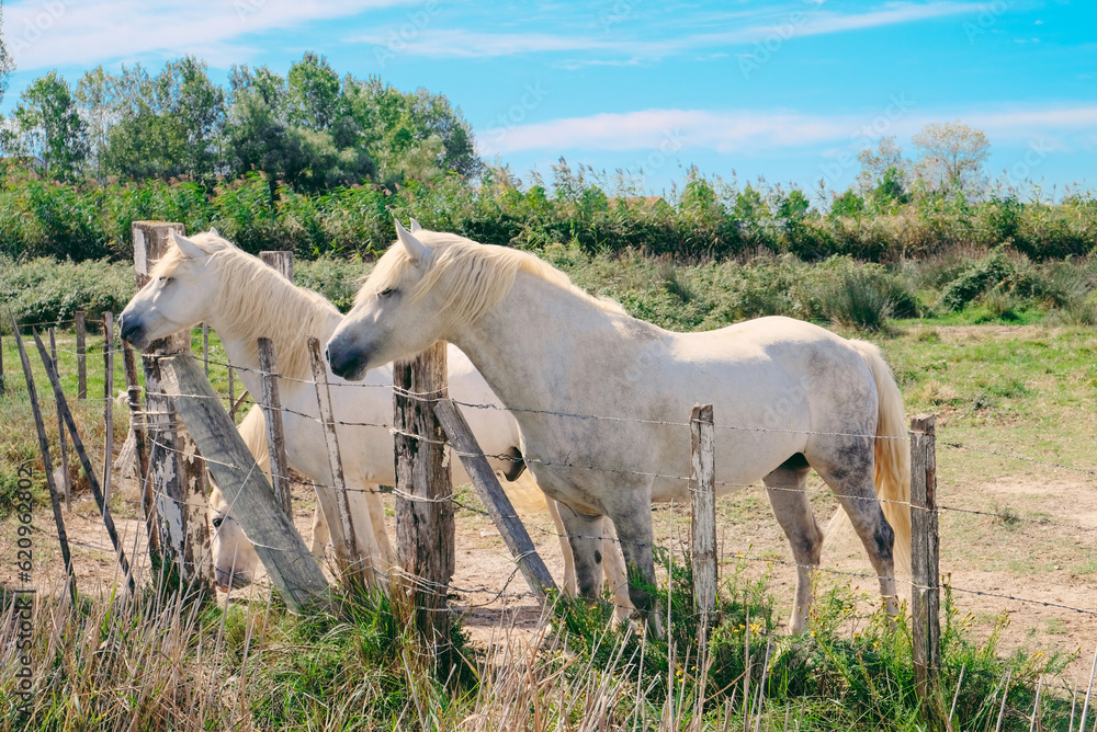 The Camargue horses grazing in the Camargue area in southern France, it is considered one of the oldest breeds of horses in the world. The Camargue horses grazing in the Camargue area in southern France, it is considered one of the oldest breeds of horses in the world.