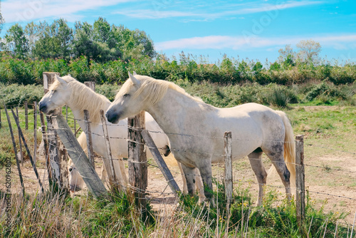 The Camargue horses grazing in the Camargue area in southern France, it is considered one of the oldest breeds of horses in the world.
