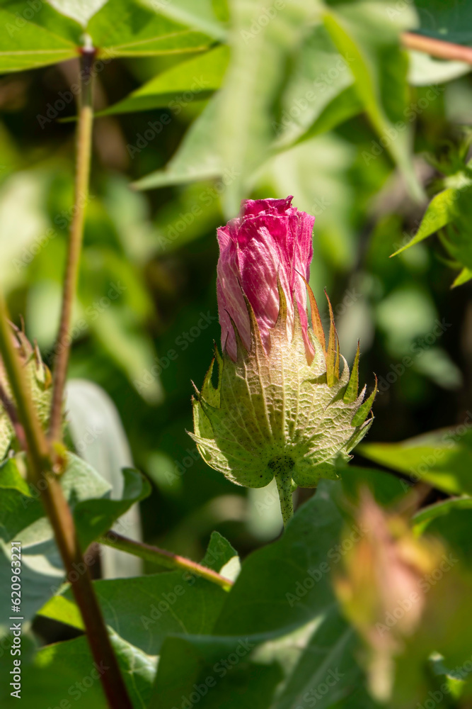 Delicate pink cotton flower in sunlight close-up among green foliage. Delicate pink cotton flower in sunlight close-up among green foliage.