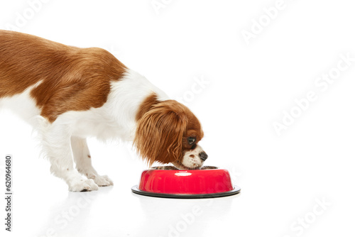 Beautiful, purebred dog of Cavalier King Charles Spaniel eating food from red bowl against white studio background. Concept of animal, pets, care, pet friend, vet, action, fun, emotions, ad