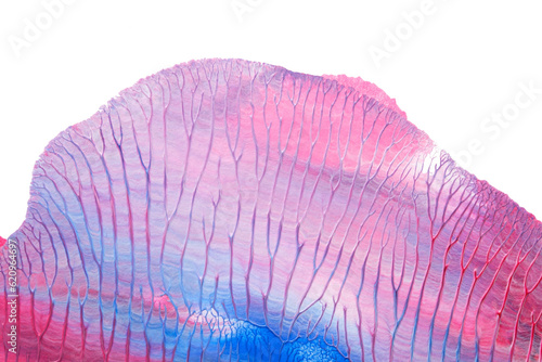 blue pink abstract acrylic painting color texture on white paper background by using rorschach inkblot method