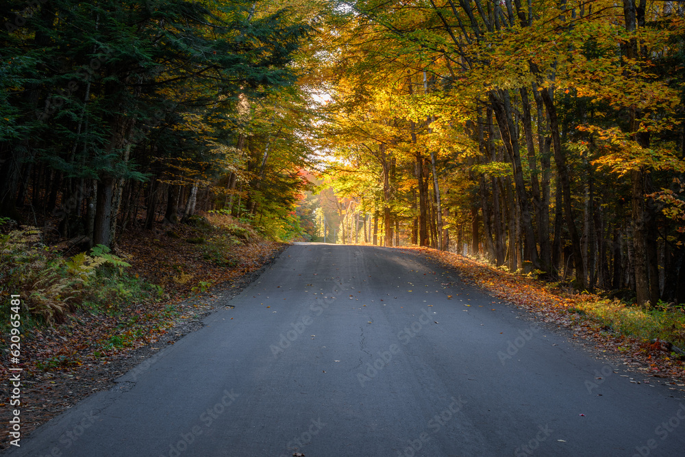 Fototapeta premium Empty road through a dense forest with warm sunset light filtering the tree canopy in autumn