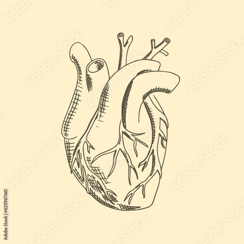 The anatomical heart hand drawn vector illustration.
