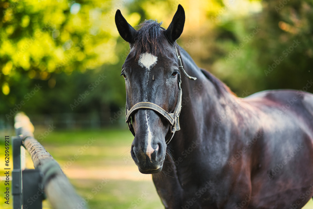 Obraz premium portrait of a horse