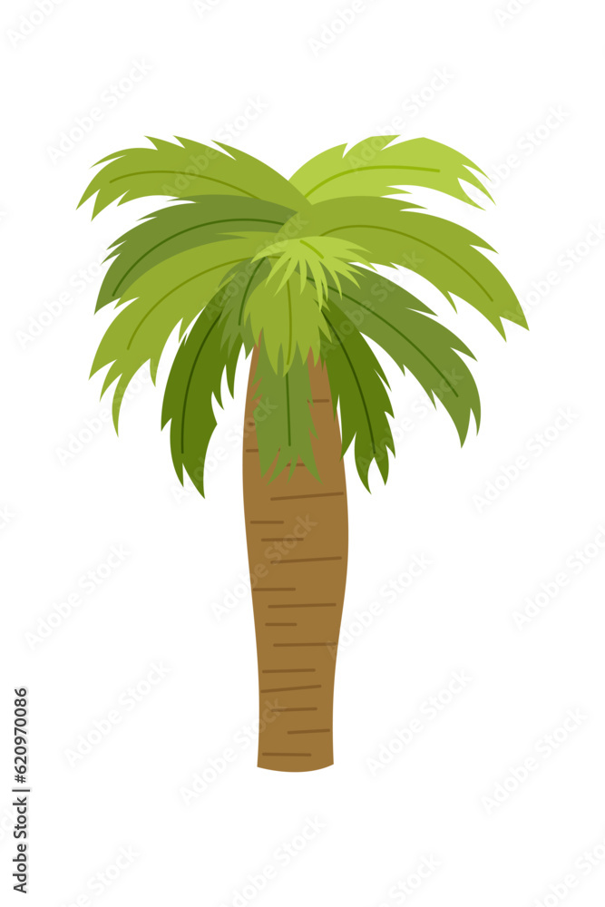 Palm trees are isolated on white background. Beautiful palm tree illustration. Coconut tree illustrations