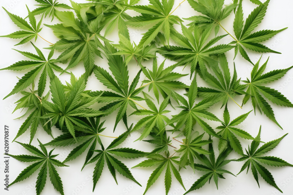 Photograph of Cannabis. Photograph of Cannabis.