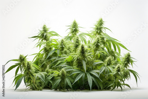 Photograph of Cannabis.