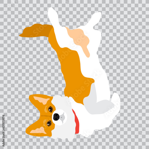 A corgi dog in a collar lies belly up. Isolated vector illustration on a transparent background