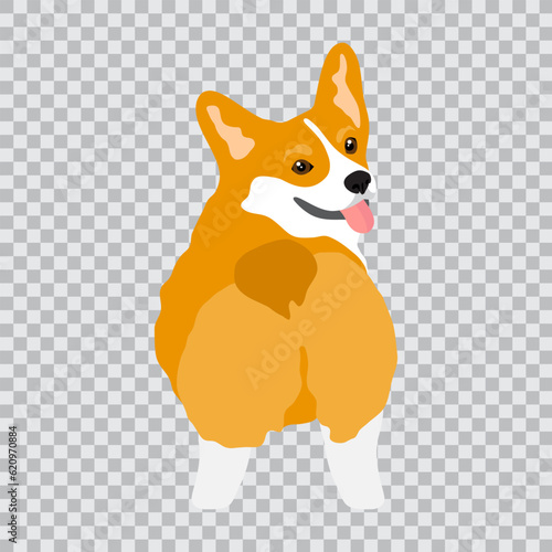 Corgi dog is standing backwards. Isolated vector illustration on a transparent background