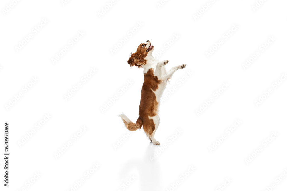 Fototapeta premium Playful, cute dog of Cavalier King Charles Spaniel standing on hind legs, playing against white studio background. Concept of animal, pets, care, pet friend, vet, action, fun, emotions, ad