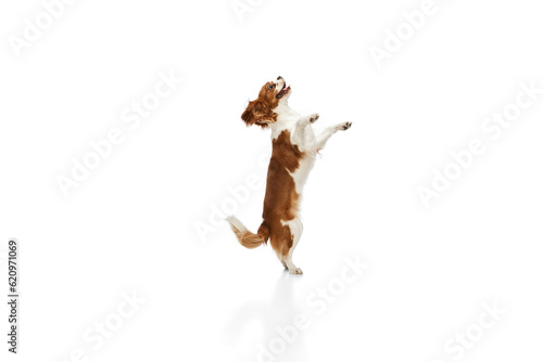 Playful, cute dog of Cavalier King Charles Spaniel standing on hind legs, playing against white studio background. Concept of animal, pets, care, pet friend, vet, action, fun, emotions, ad © master1305