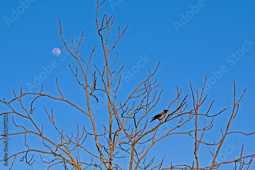 Crow and moon
