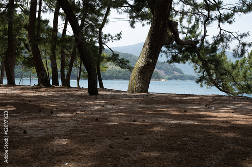 tree on the beach