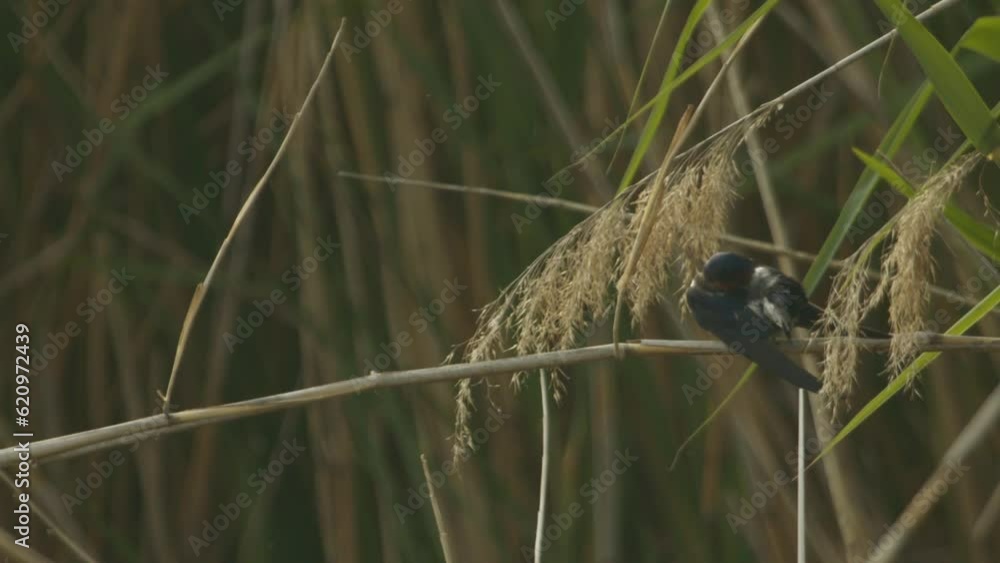 Barn Swallow Hirundo Rustica In The Wild Barn Swallow Hirundo Rustica In The Wild