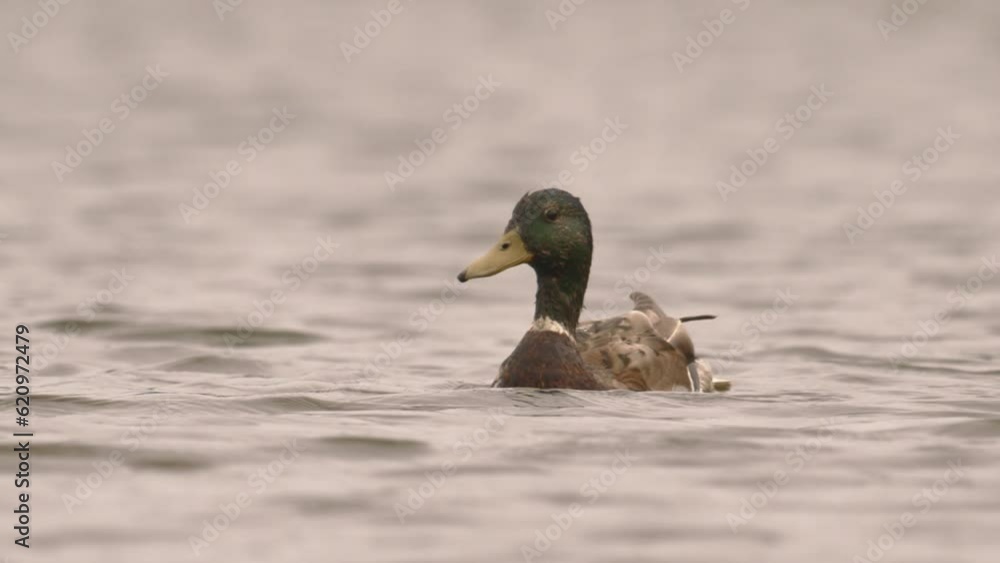 Close-Up Mallard Duck Anas Platyrhynchos On The Water Slow Motion Close-Up Mallard Duck Anas Platyrhynchos On The Water Slow Motion