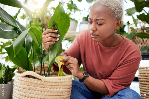 Plant, worry and disease with black woman in small business for agriculture, quality assurance and gardening. Ecology, spring and inventory with person in nursery store for environment and retail