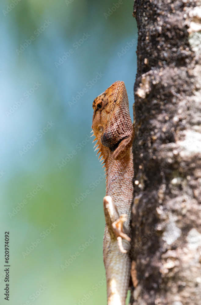 portrait of an Oriental Garden Lizard on a tree, Railay beach, Krabi, Thailand portrait of an Oriental Garden Lizard on a tree, Railay beach, Krabi, Thailand
