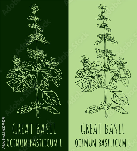 Vector drawing GREAT BASIL. Hand drawn illustration. The Latin name is OCIMUM BASILICUM L.

