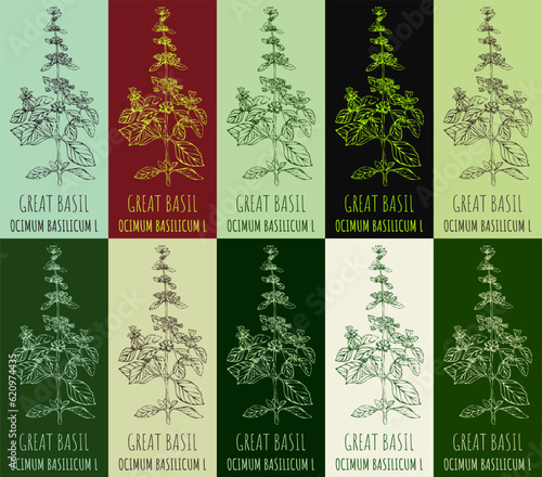 Set of vector drawing GREAT BASIL in various colors. Hand drawn illustration. The Latin name is OCIMUM BASILICUM L.
