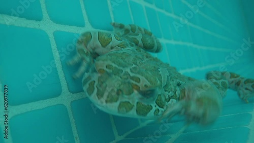 toad in a swimming pool photo