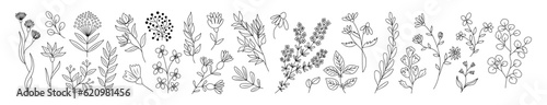 Set of tiny wild flowers and plants line art vector botanical illustrations. Trendy greenery hand drawn black ink sketches collection. Modern design for logo, tattoo, wall art, branding and packaging. #620981456