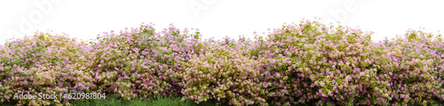 Fototapeta Naklejka Na Ścianę i Meble -  Evergreen double play spirea tree in nature, Flowers bush on the garden springtime, Tropical forest isolated on transparent background - PNG file, 3D rendering illustration