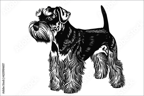 Captivating Schnauzer cat dog, the epitome of charm and loyalty. Perfect companion for dog lovers. Discover the joy of this adorable image
