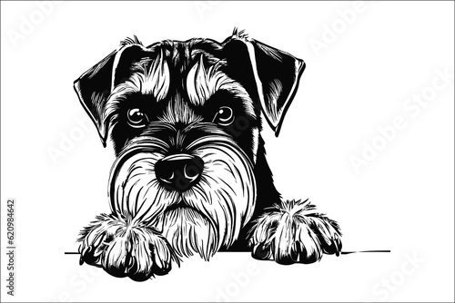 Captivating Schnauzer cat dog, the epitome of charm and loyalty. Perfect companion for dog lovers. Discover the joy of this adorable image