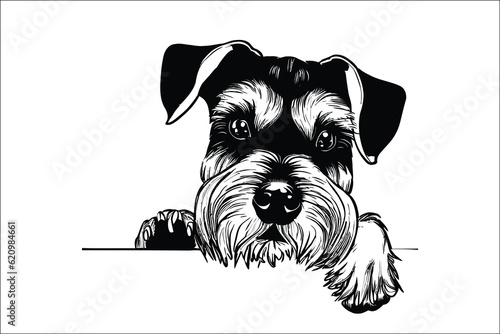 Captivating Schnauzer cat dog, the epitome of charm and loyalty. Perfect companion for dog lovers. Discover the joy of this adorable image